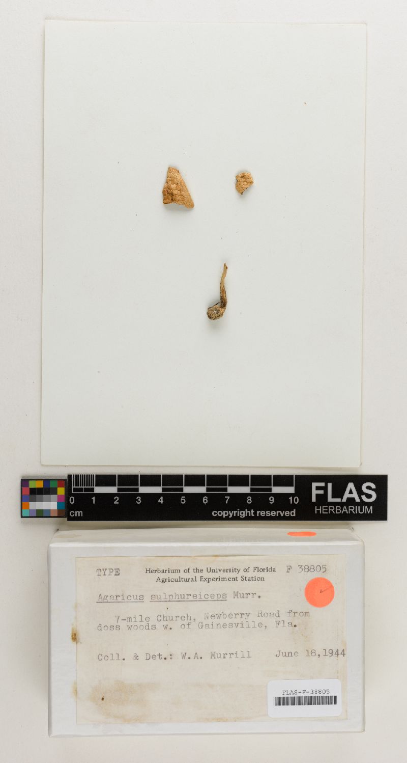 Agaricus sulphureiceps image