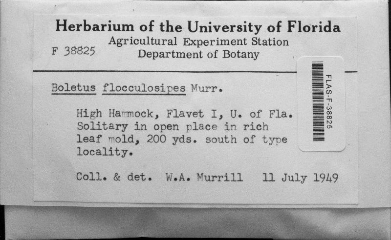 Boletus flocculosipes image