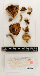 Flammula praelaeticolor image