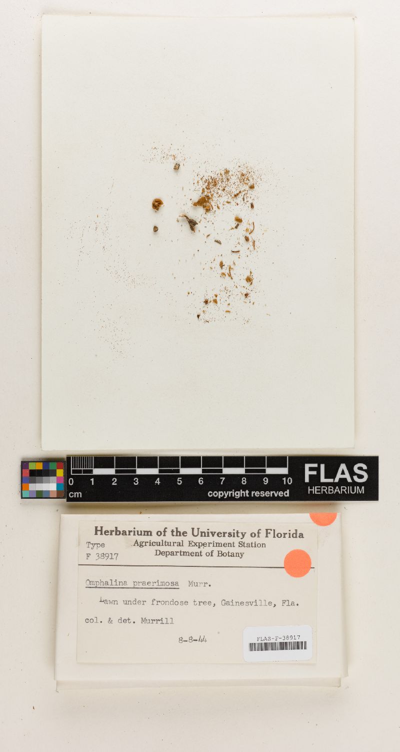 Omphalia praerimosa image