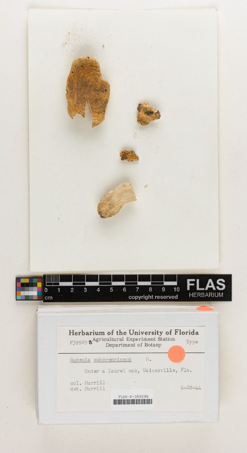 Russula subcremeiceps image