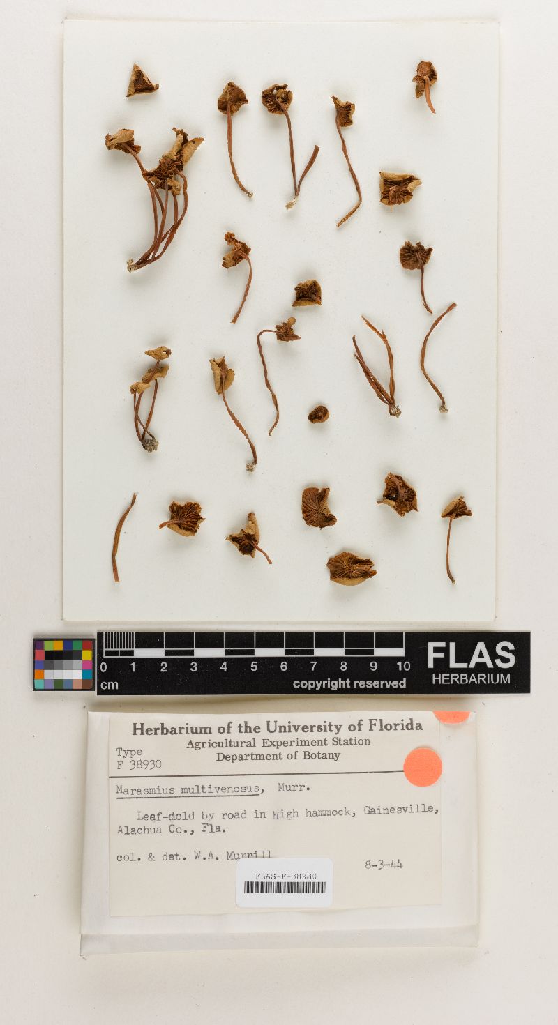 Marasmius multivenosus image
