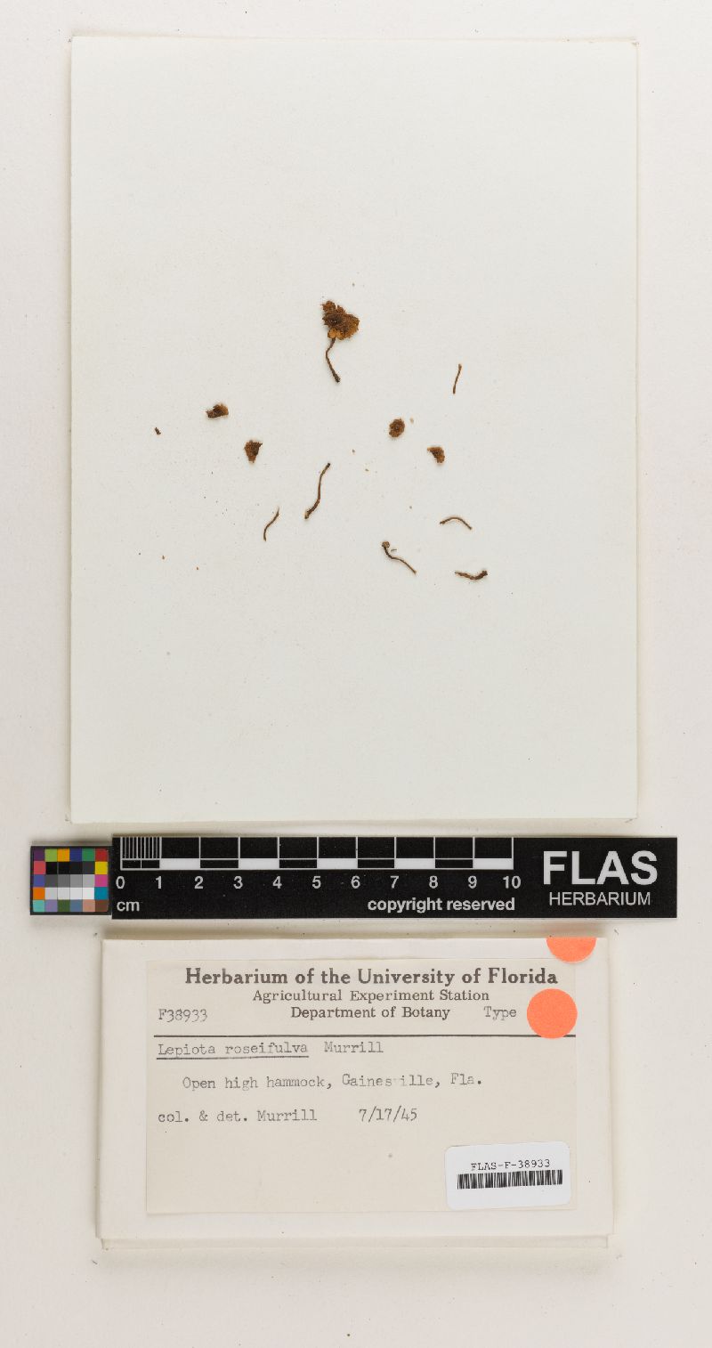 Lepiota roseifulva image