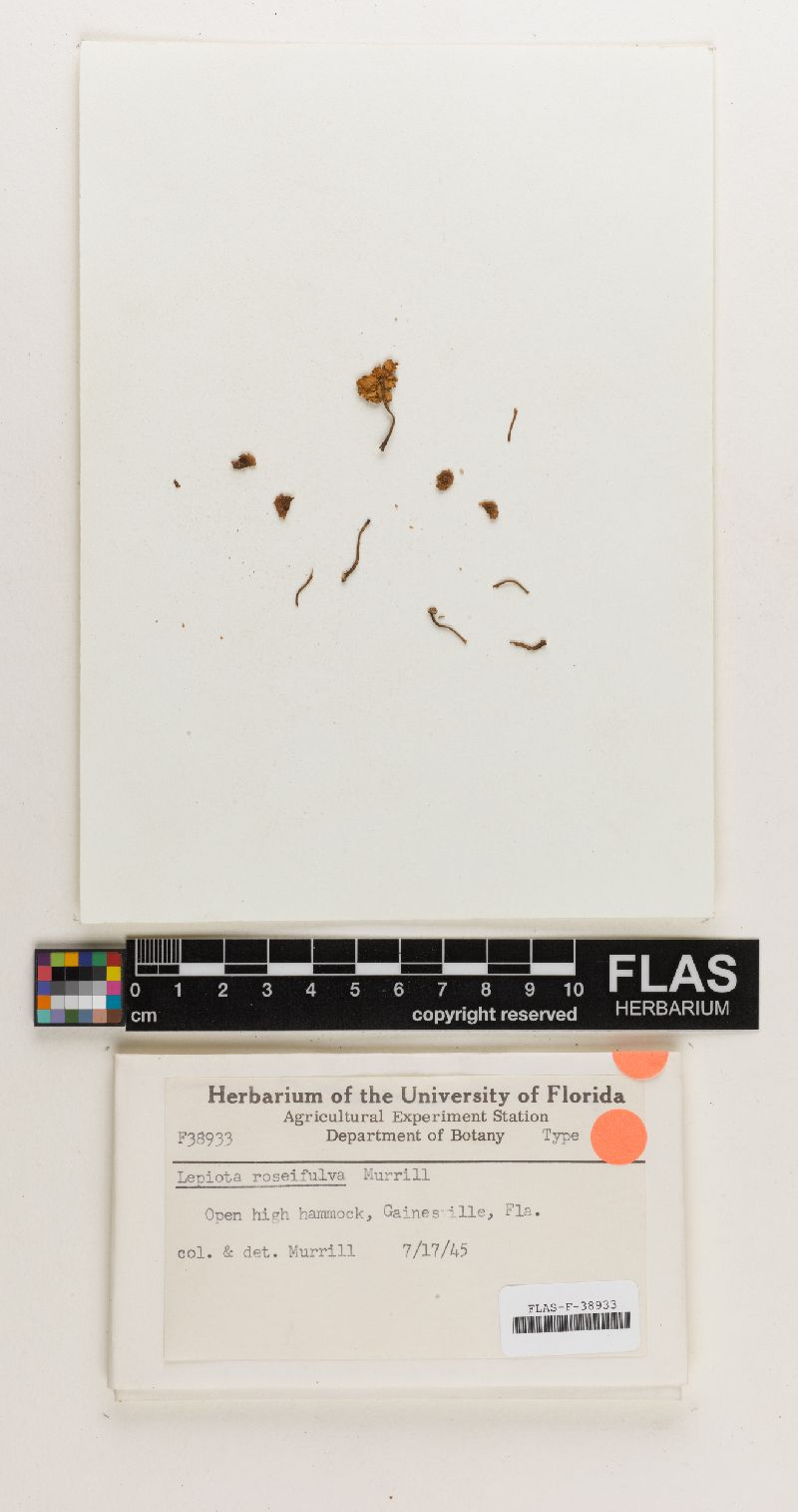 Lepiota roseifulva image