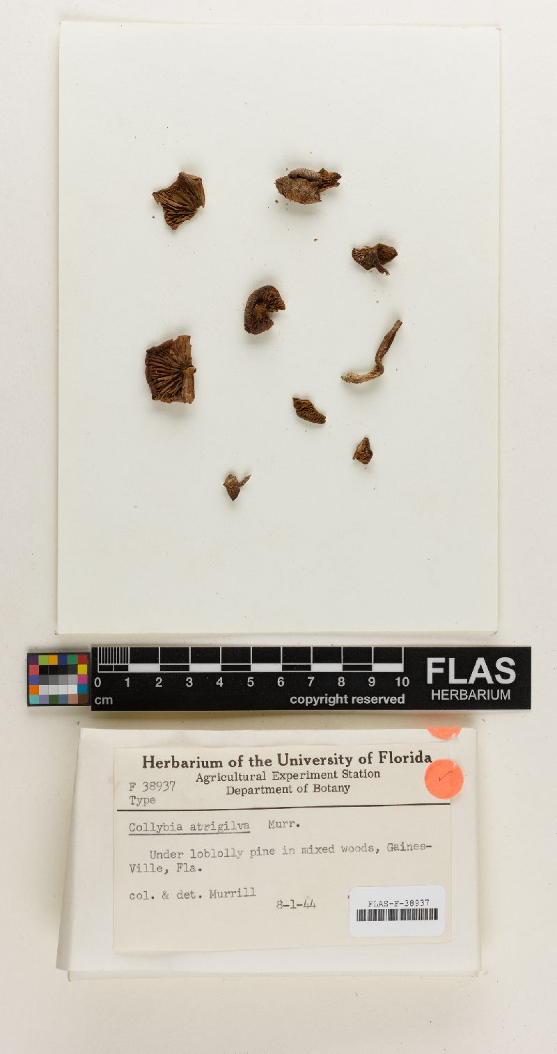 Collybia atrigilva image