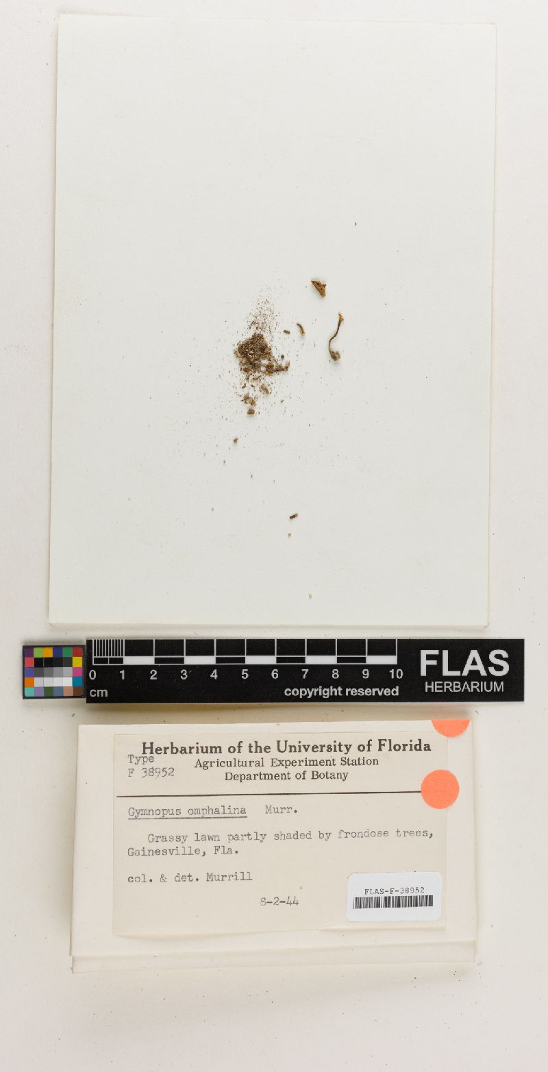 Gymnopus omphalina image