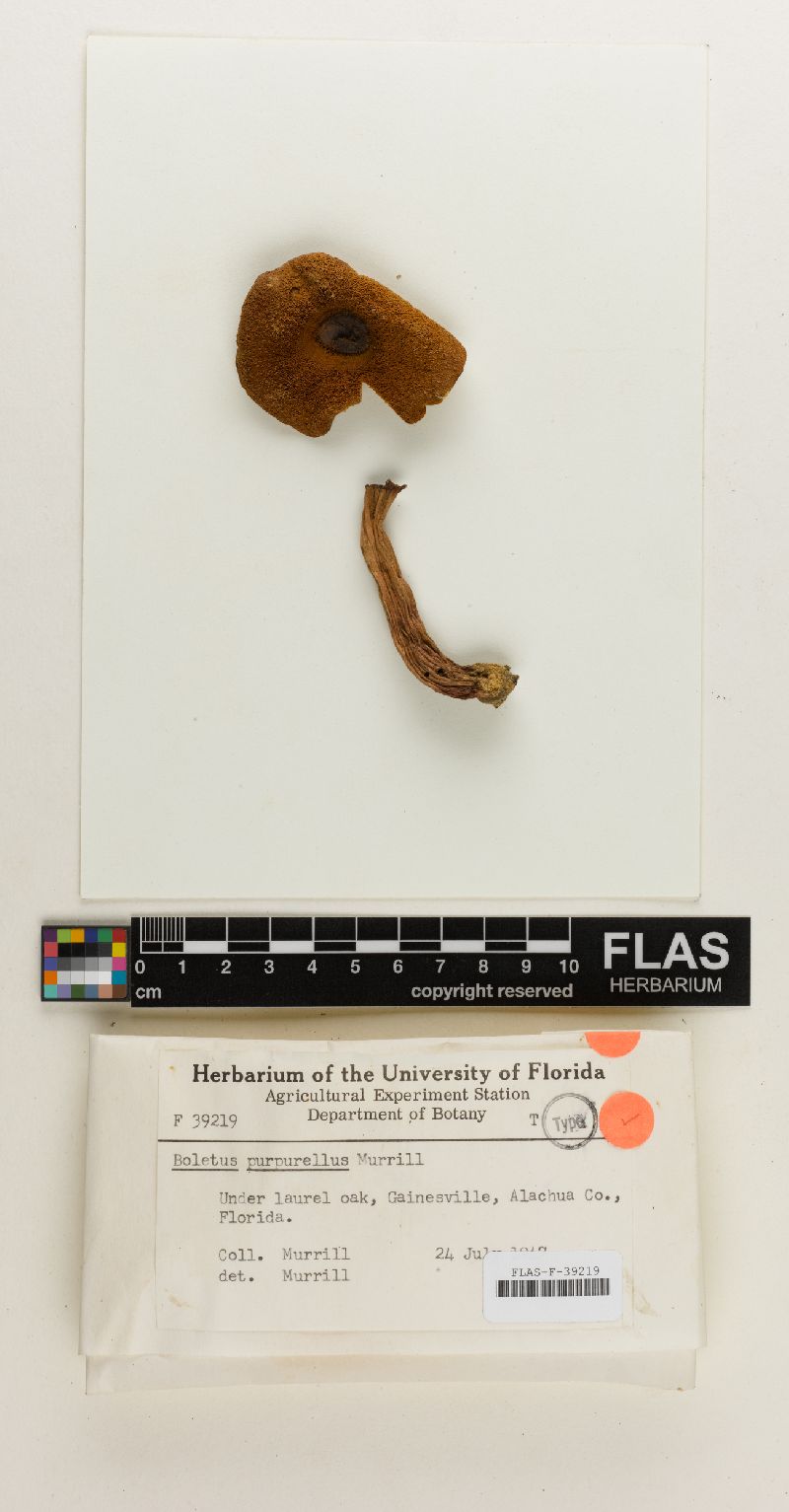 Boletus purpurellus image