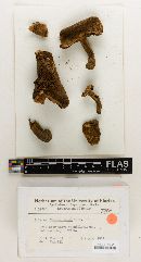 Boletus flocculosipes image