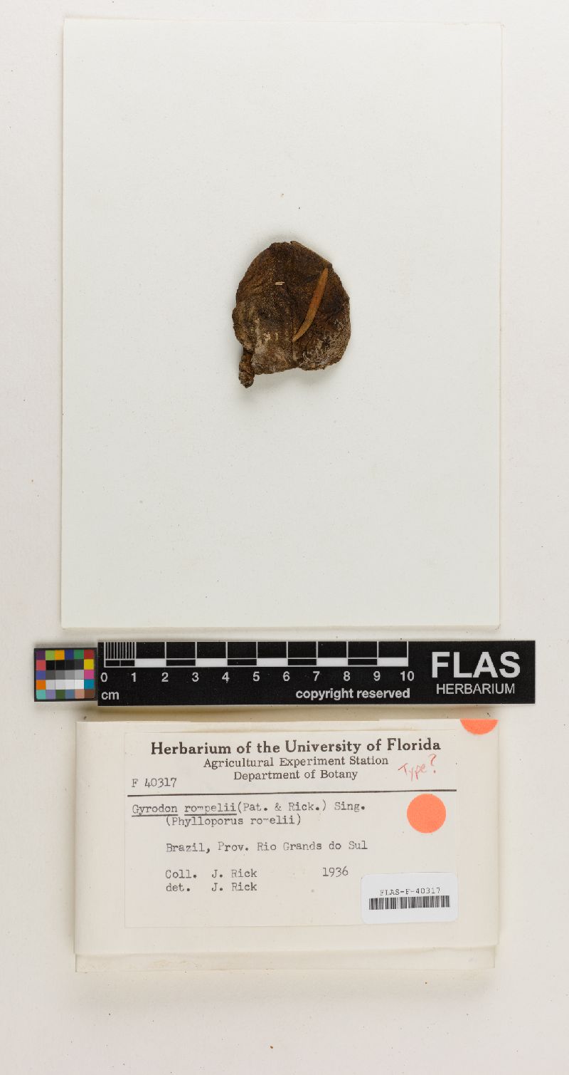 Boletinellus rompelii image