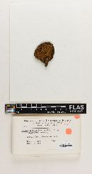 Boletinellus rompelii image