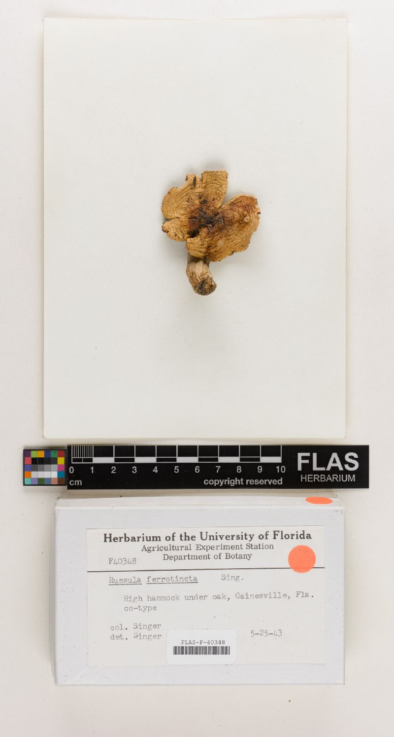 Russula ferrotincta image