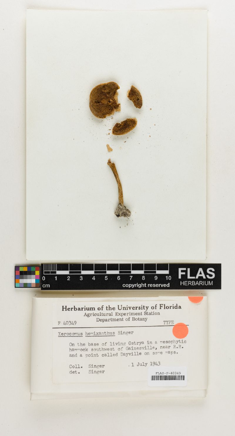 Xerocomus hemixanthus image
