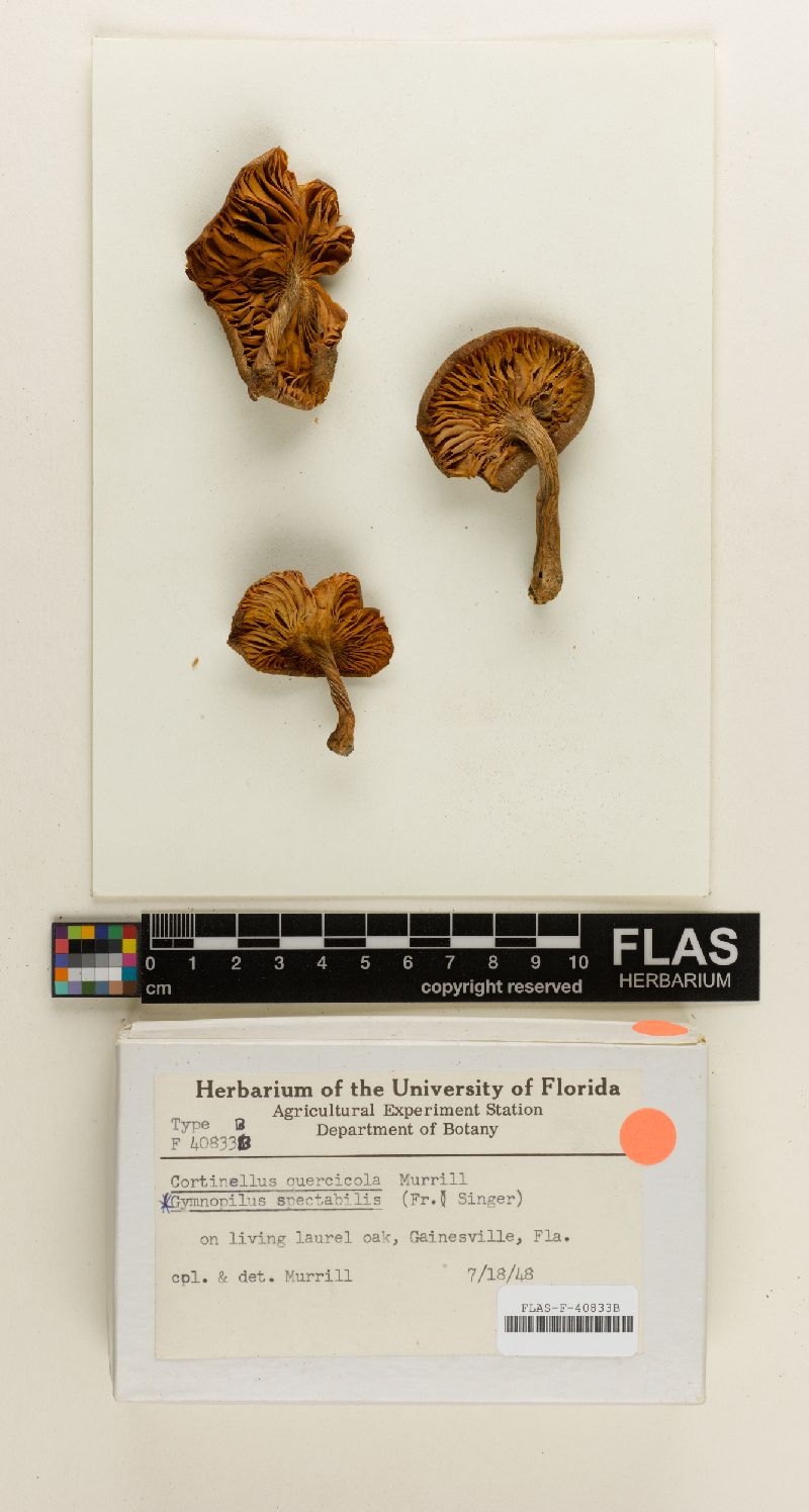 Cortinellus quercicola image
