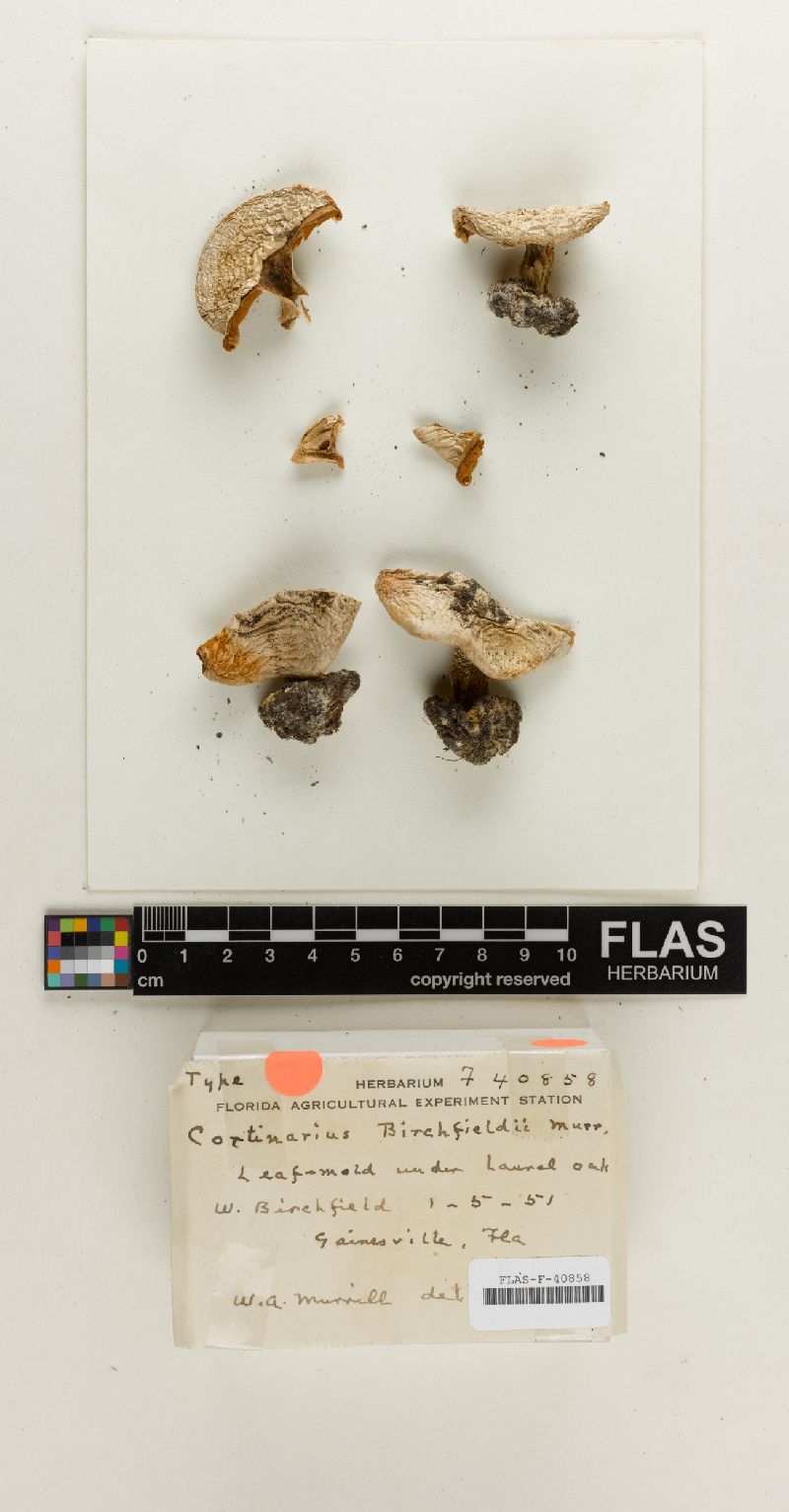 Cortinarius birchfieldii image
