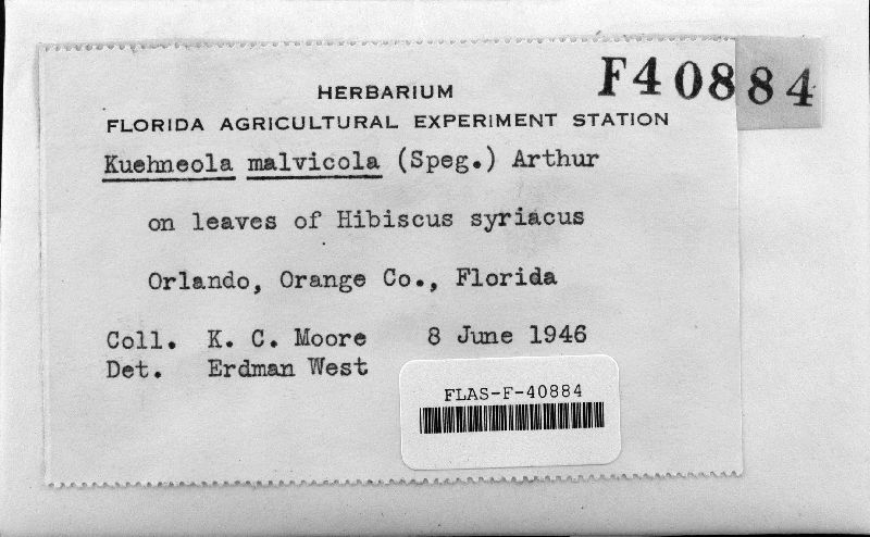 Kuehneola malvicola image
