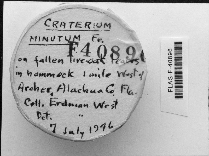 Craterium minutum image