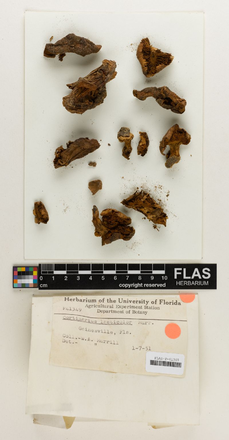 Cortinarius laeticolor image