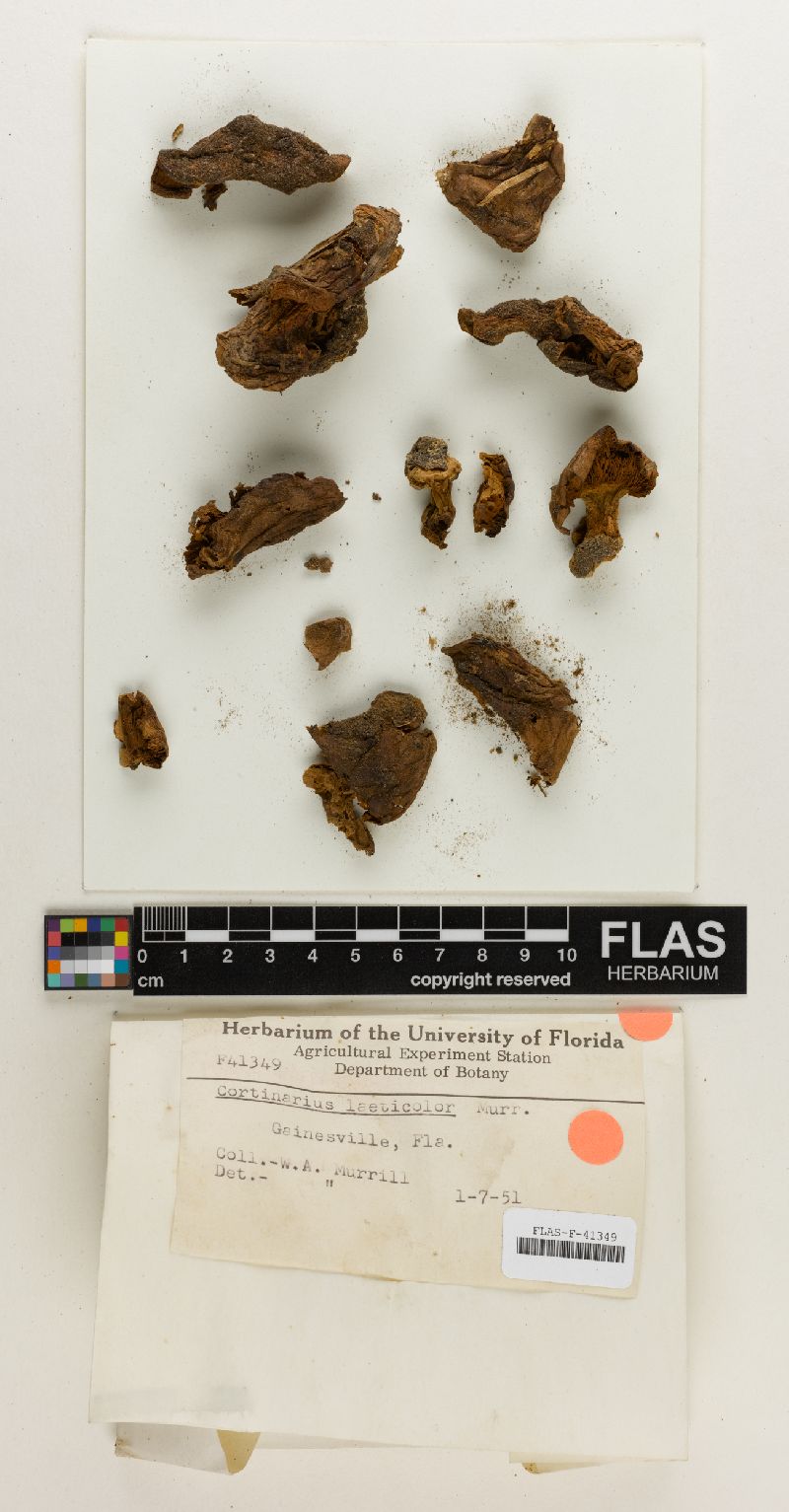 Cortinarius laeticolor image
