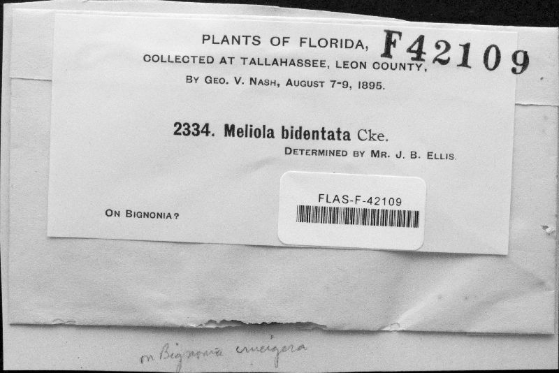 Meliola bidentata image