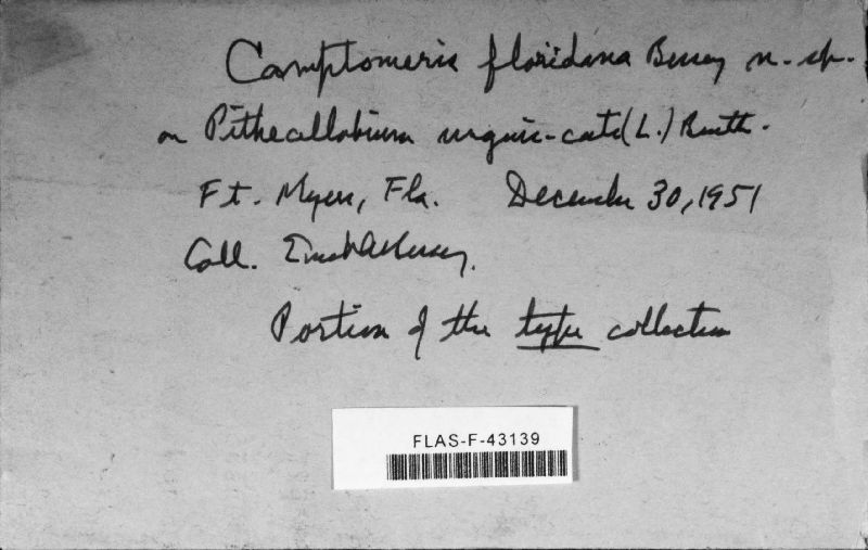 Camptomeris floridana image