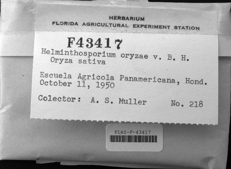 Helminthosporium oryzae image