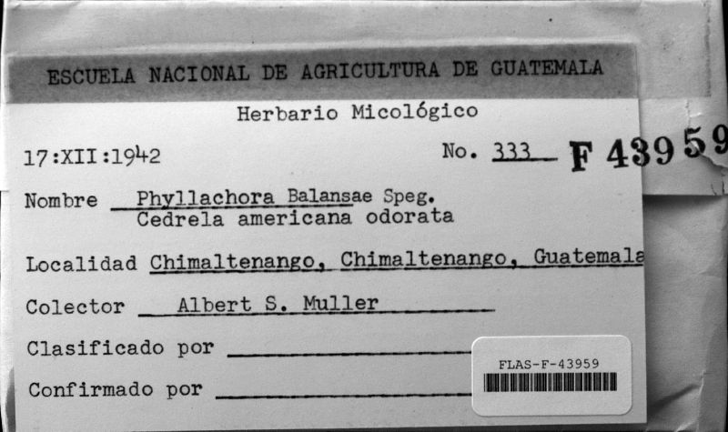 Phyllachora balansae image