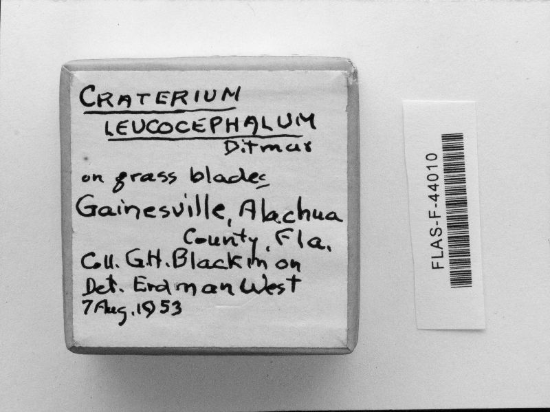 Craterium image