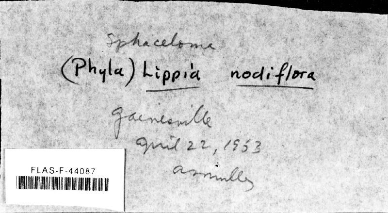 Sphaceloma lippiae image