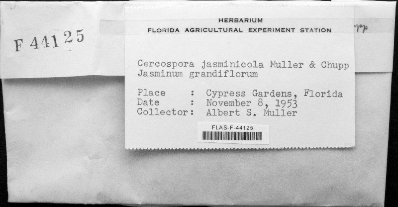 Cercospora jasminicola image