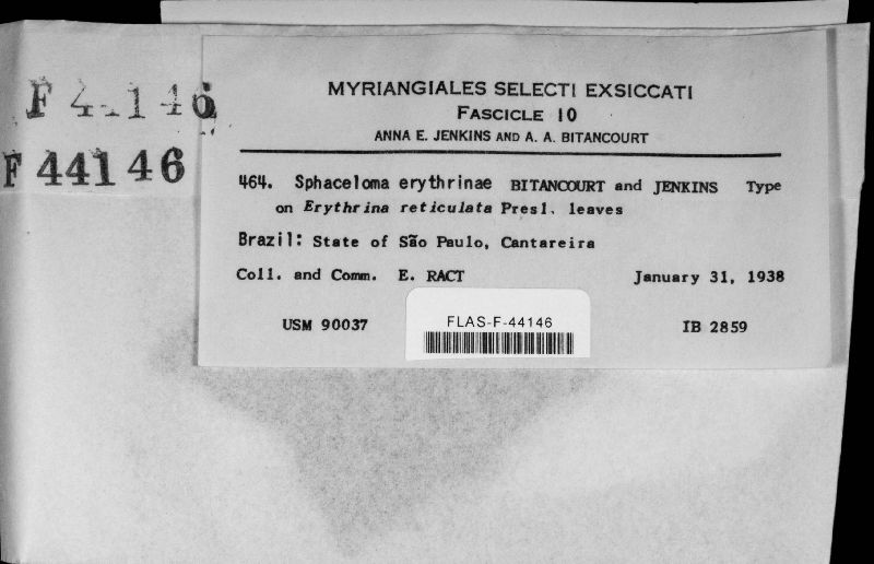 Sphaceloma erythrinae image