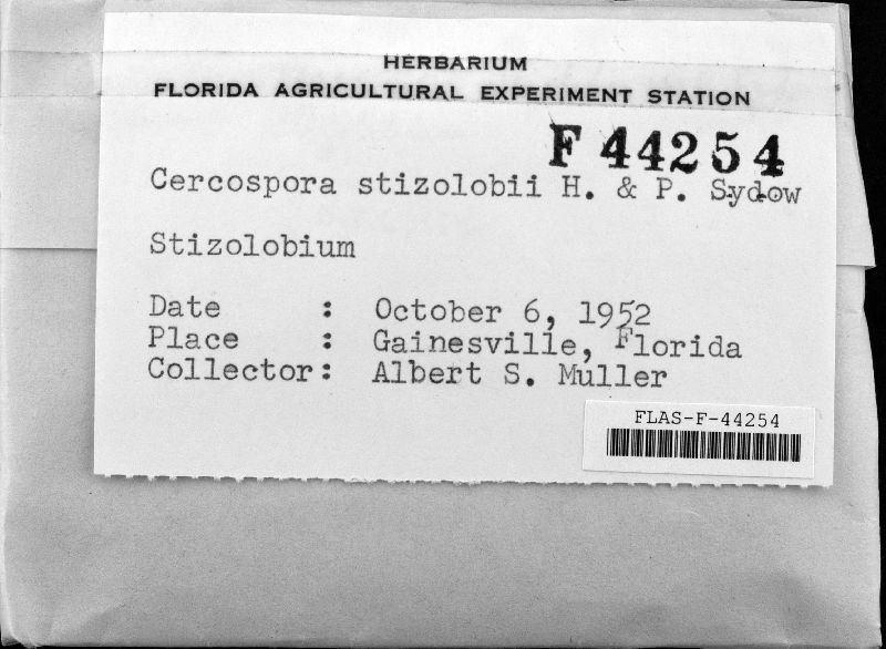 Pseudocercospora stizolobii image