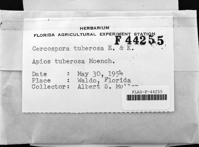 Cercospora tuberosa image