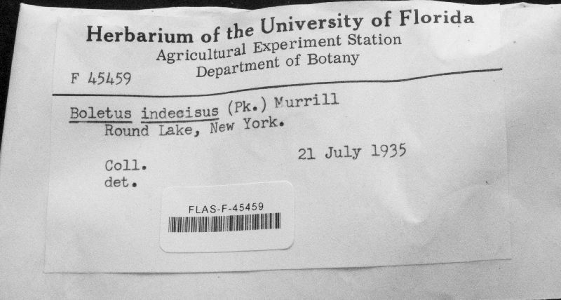 Boletus indecisus image