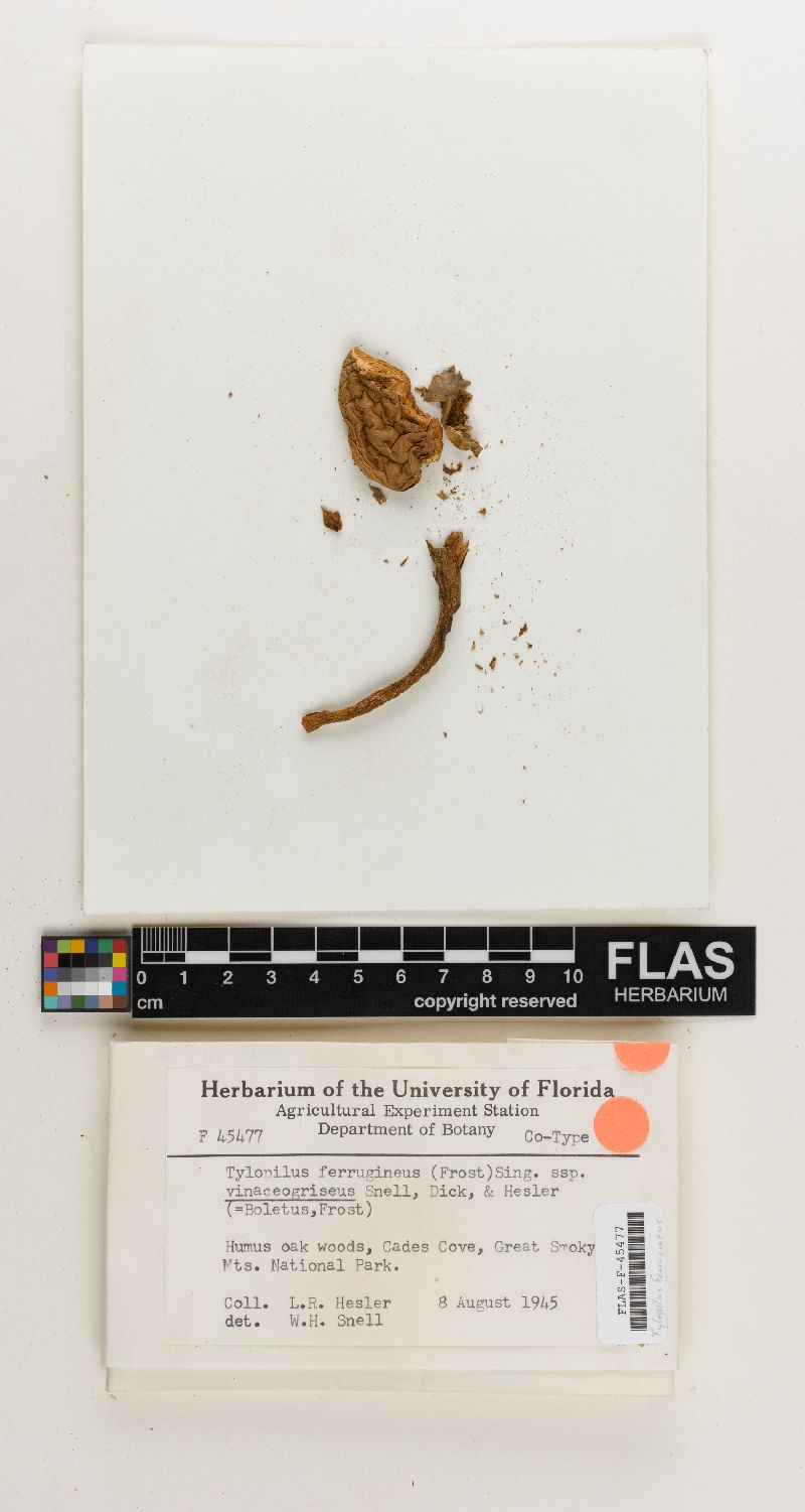 Tylopilus ferrugineus subsp. vinaceogriseus image