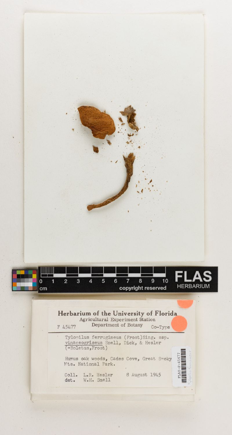 Tylopilus ferrugineus subsp. vinaceogriseus image