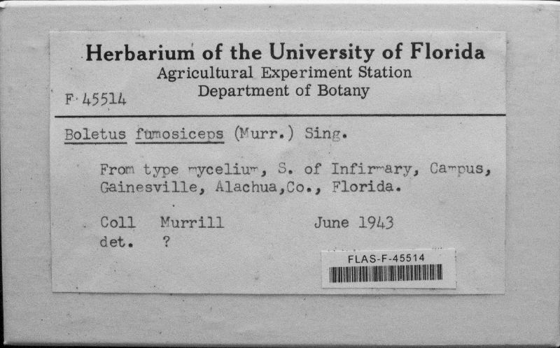 Boletus fumosiceps image