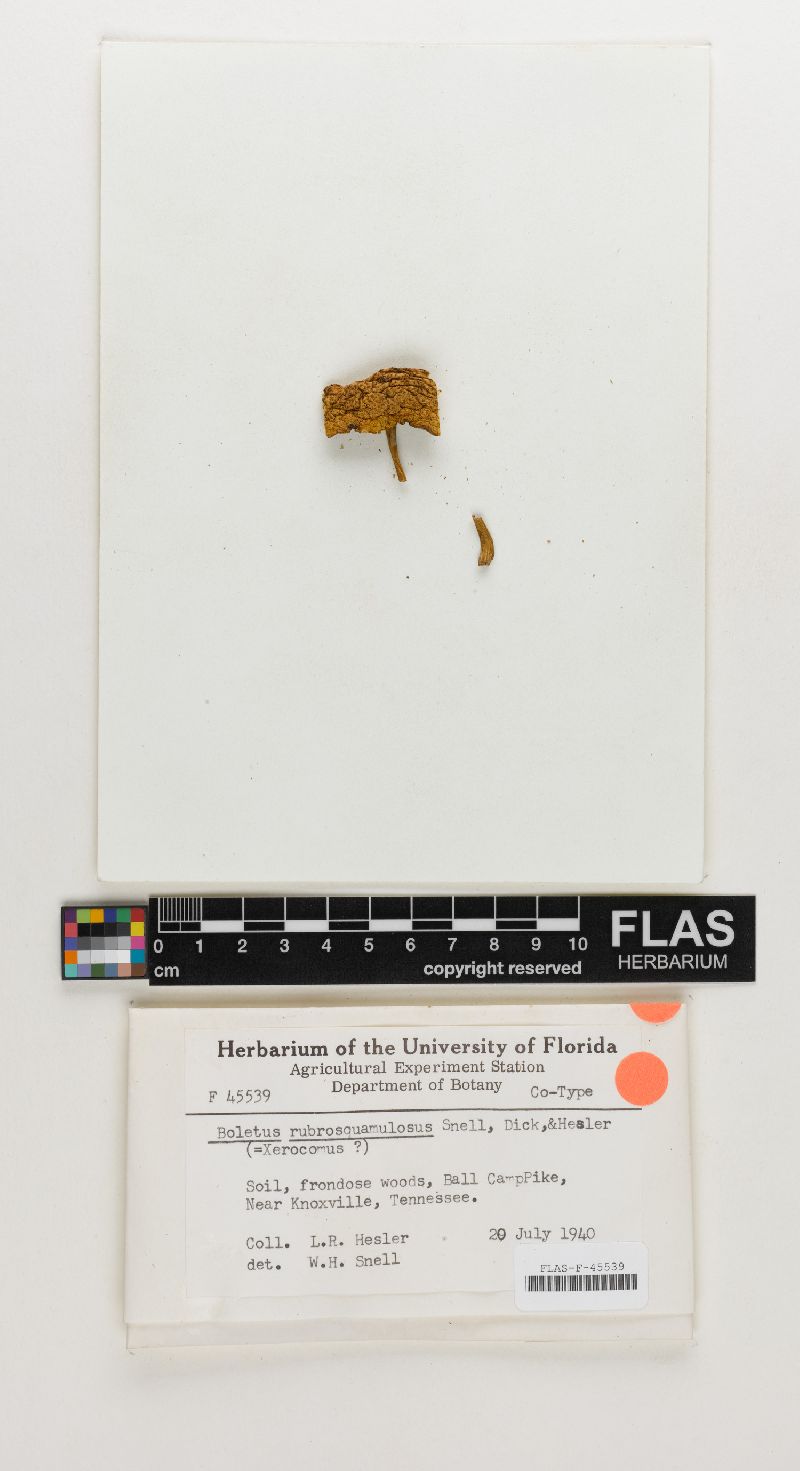 Xerocomus rubrosquamulosus image