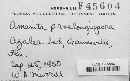 Amanita praelongispora image