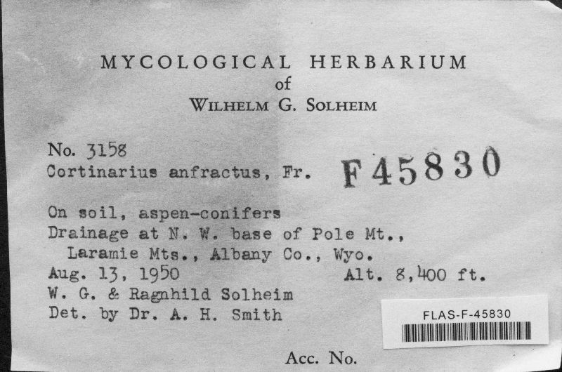 Cortinarius anfractus image