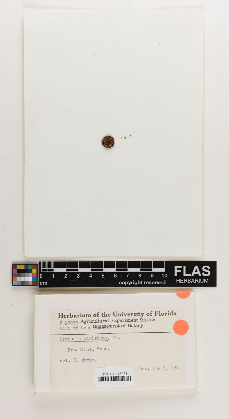 Leptonia davisiana image