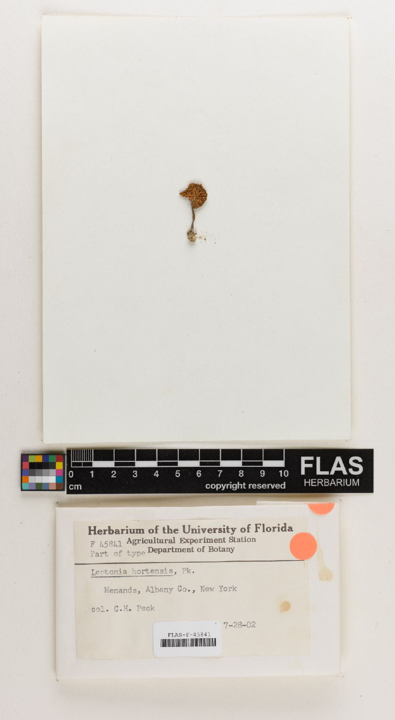 Leptonia hortensis image