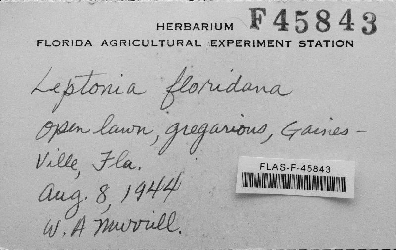 Leptonia floridana image