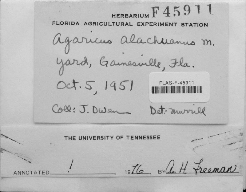 Agaricus alachuanus image