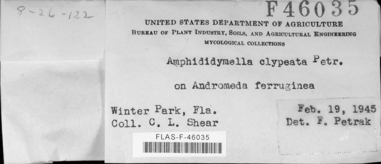 Amphididymella clypeata image