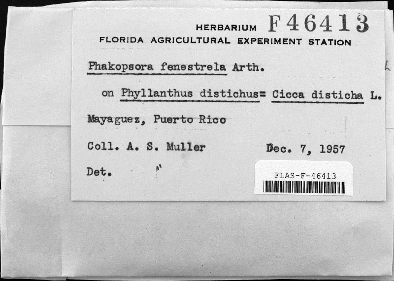 Phakopsora fenestrala image
