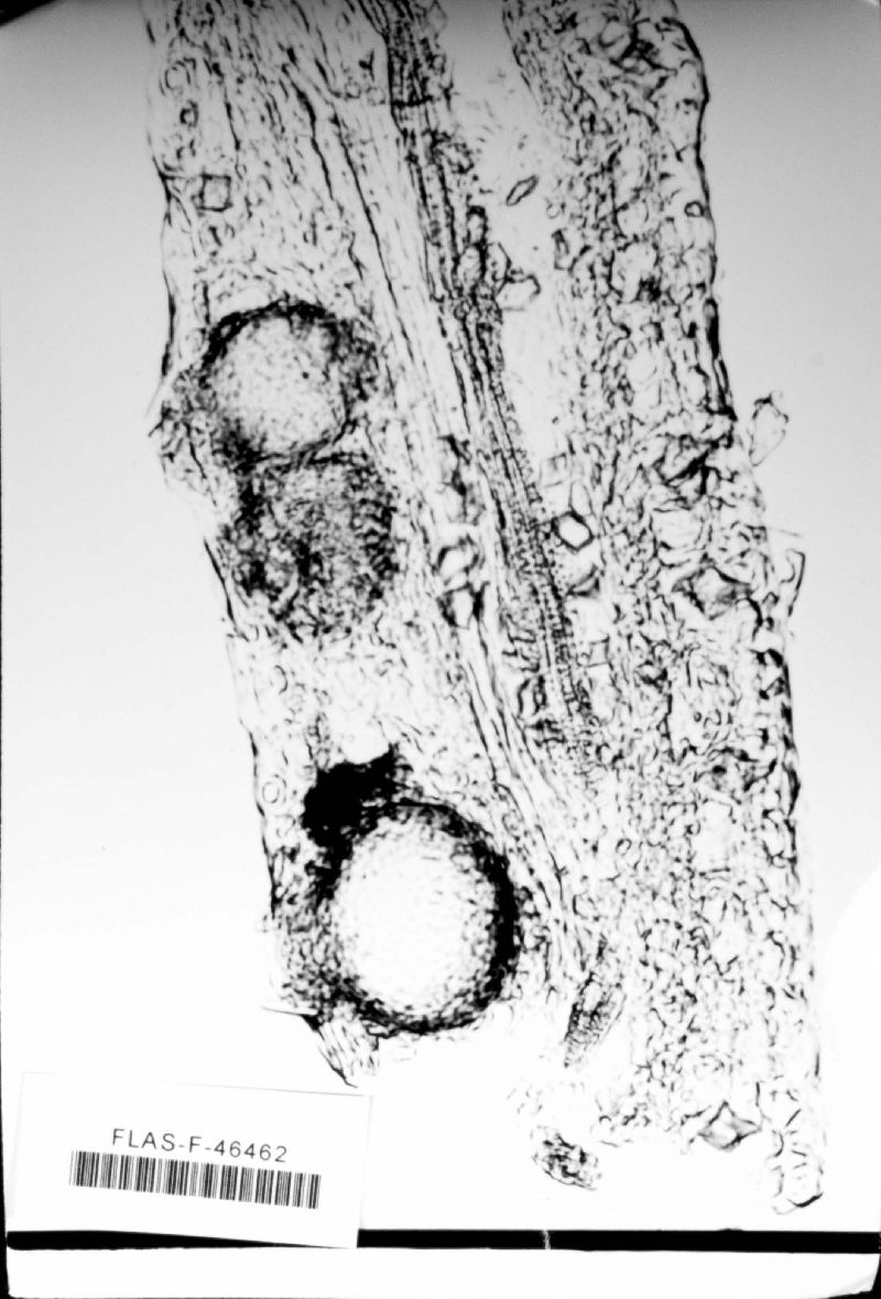 Mycosphaerella citri image