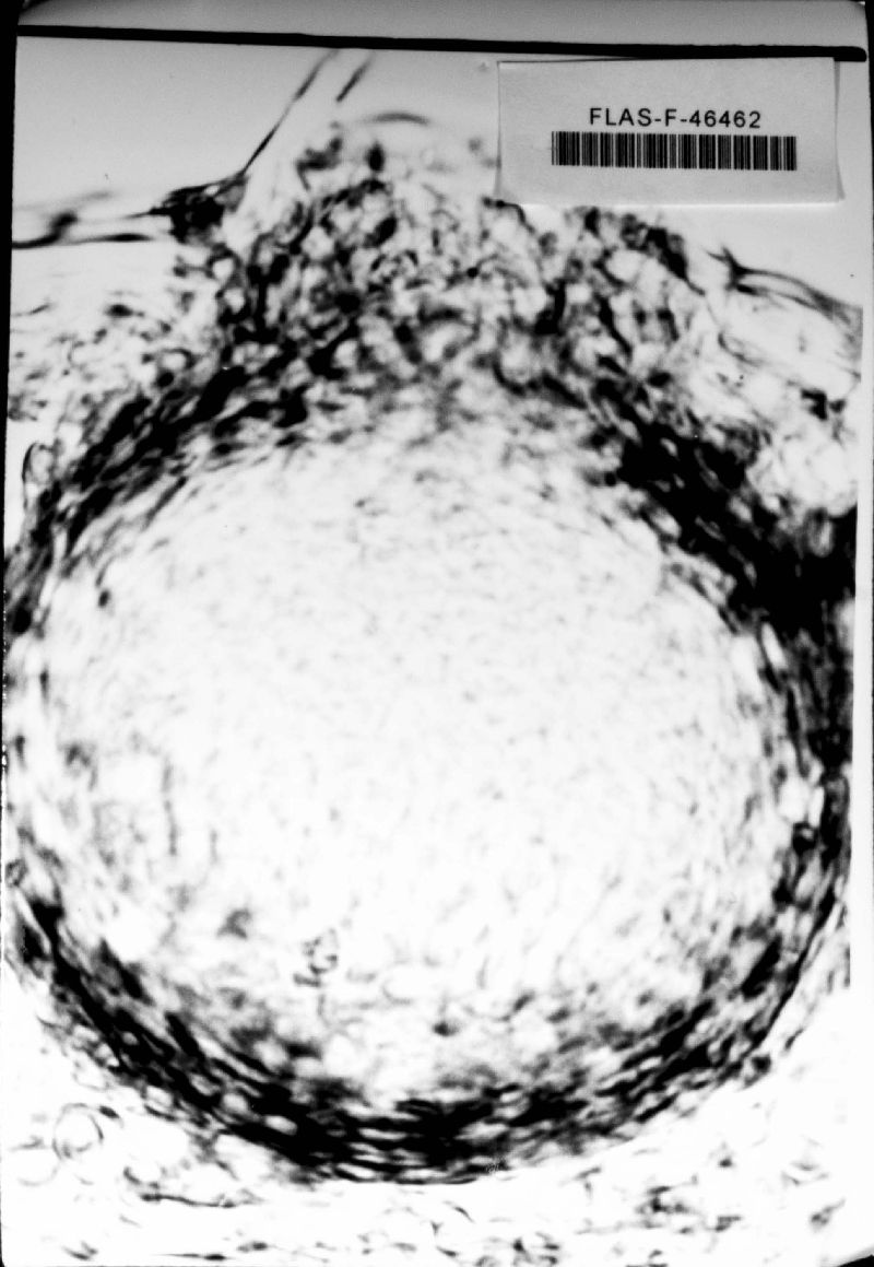 Mycosphaerella citri image