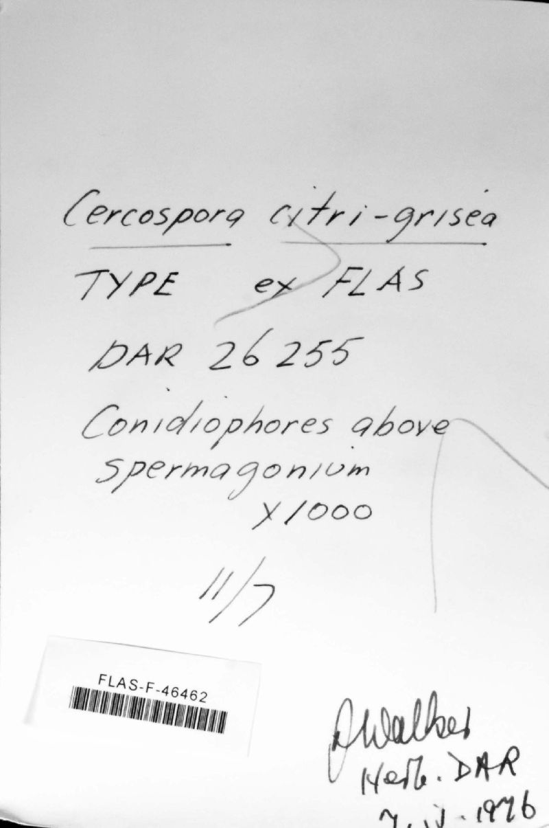 Mycosphaerella citri image
