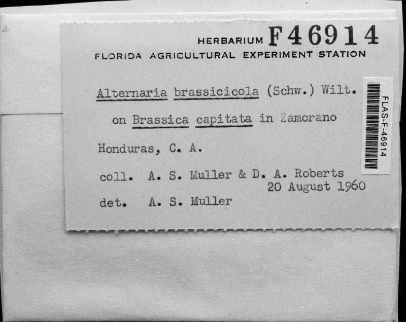 Alternaria brassicicola image
