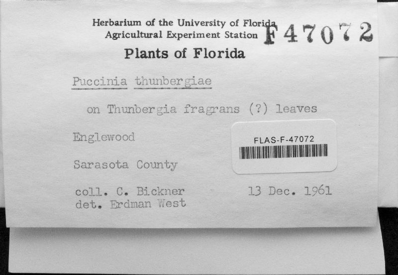 Puccinia thunbergiae image